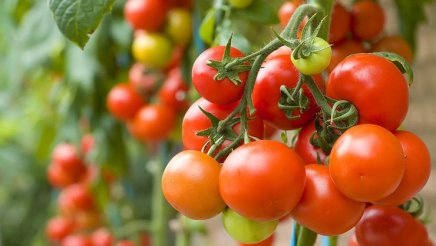 tomatoes-superfood