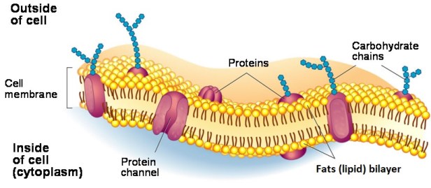 vitiligo-cell-membranes