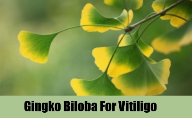 Gingko-Biloba-for-vitiligo