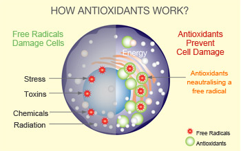 how-antioxidants-works_0