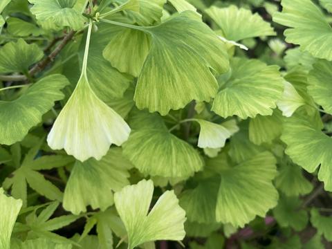 How Can Ginkgo Biloba Help In Vitiligo?