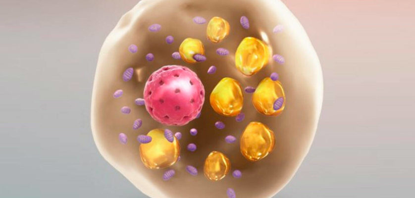 brown fat weight loss