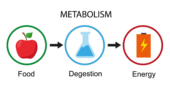 metabolism