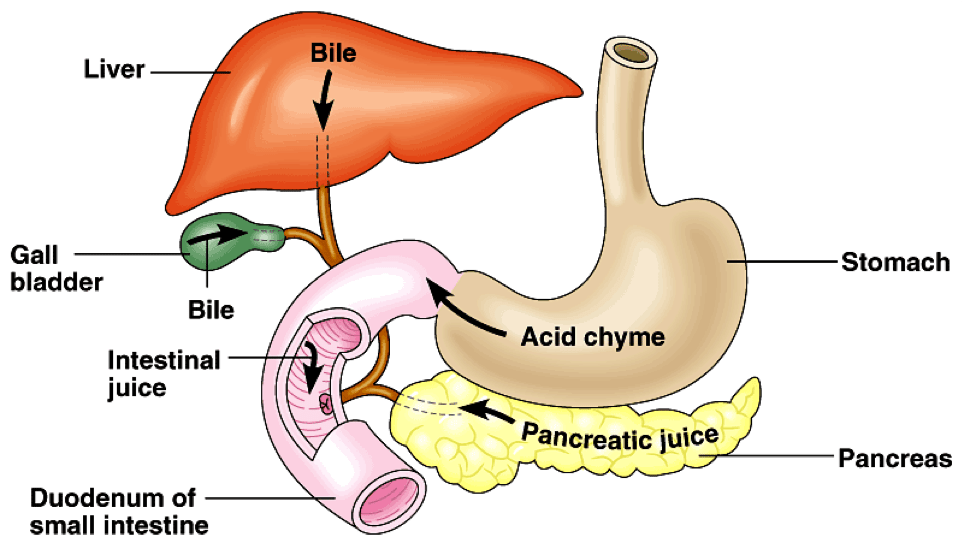 What Color Is Stomach Bile?